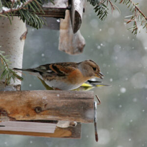 Vogelhäuschen Winter