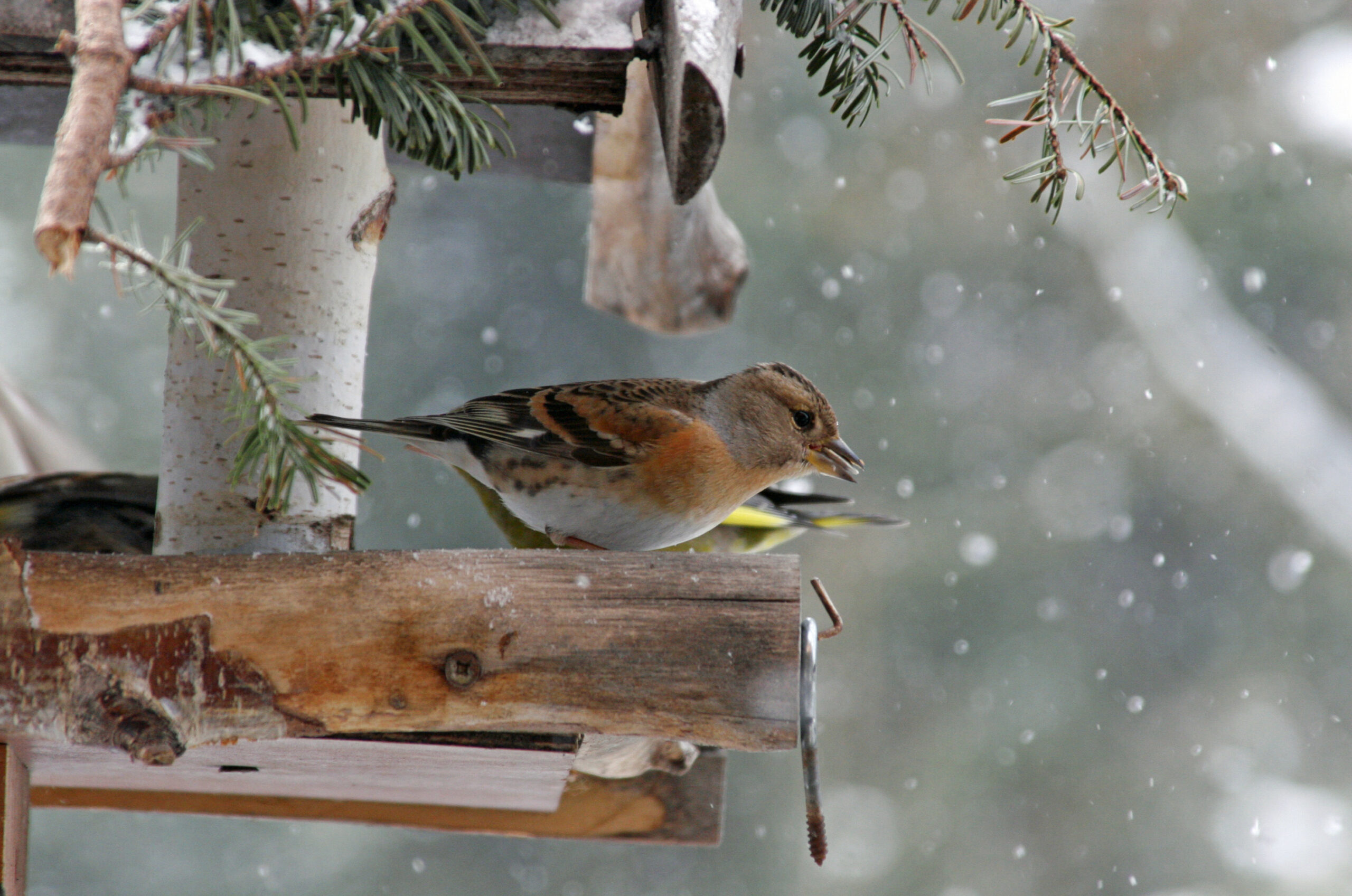 Vogelhäuschen Winter